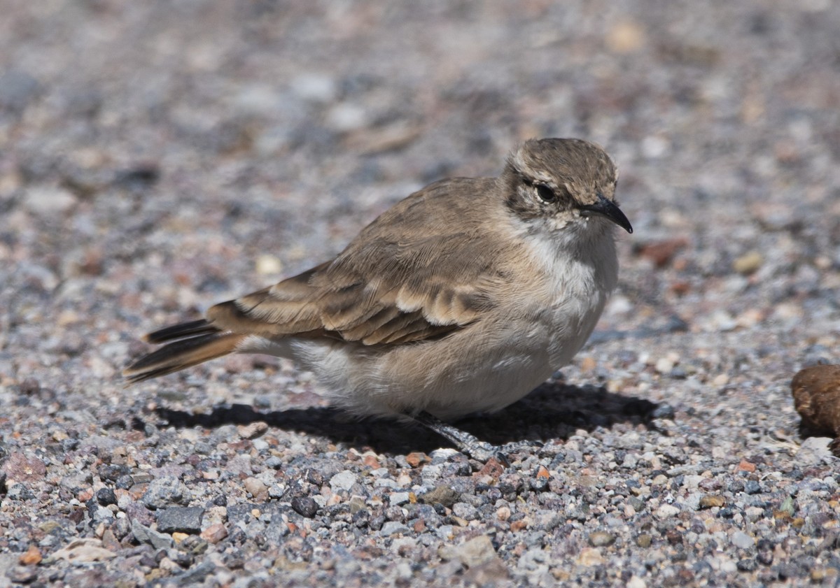 Creamy-rumped Miner - ML634951087