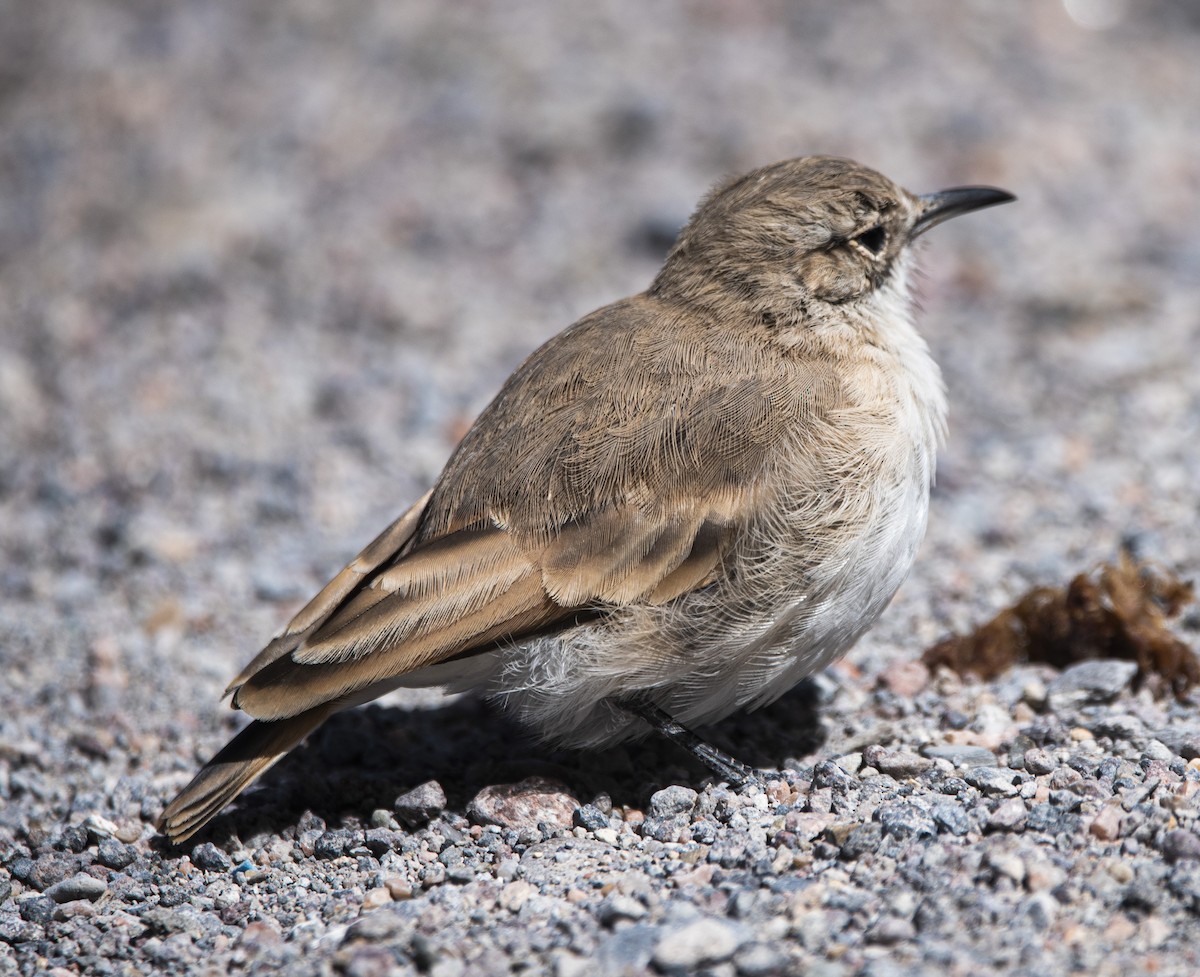 Creamy-rumped Miner - ML634951088