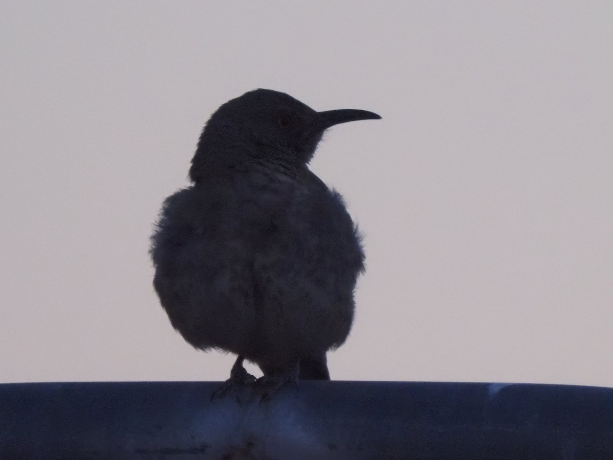 Curve-billed Thrasher - ML634951101