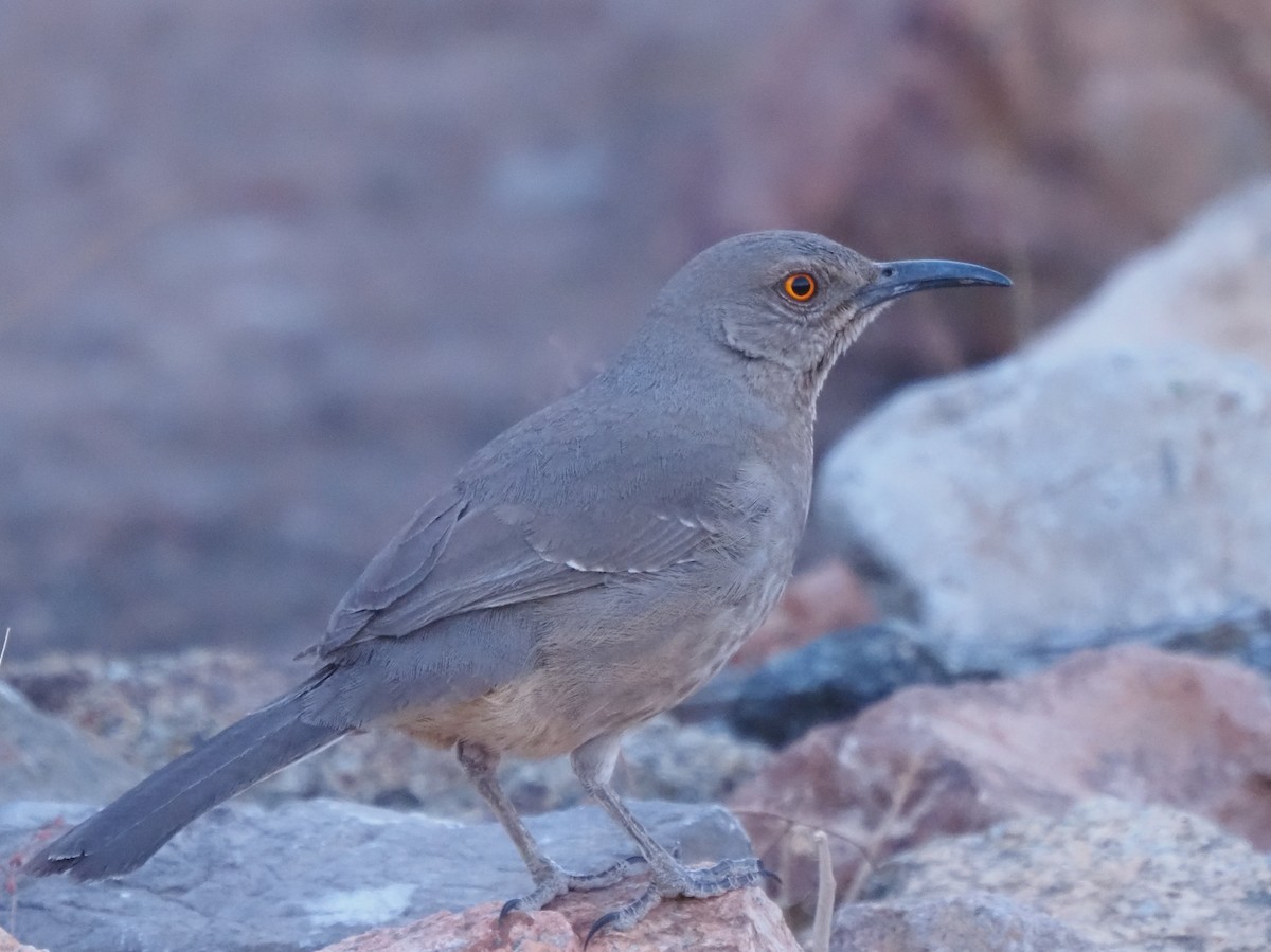 Curve-billed Thrasher - ML634951104