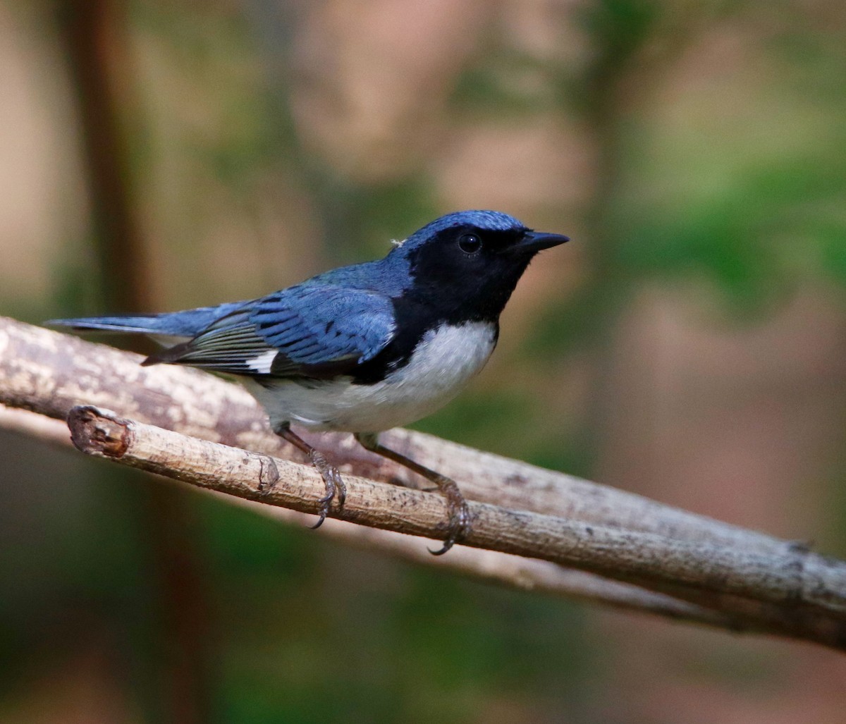 Black-throated Blue Warbler - ML634951125