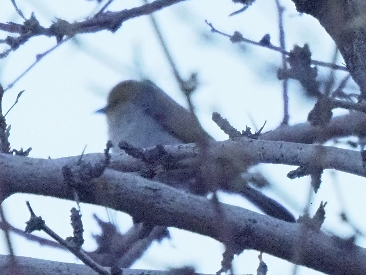 Verdin - ML634951160