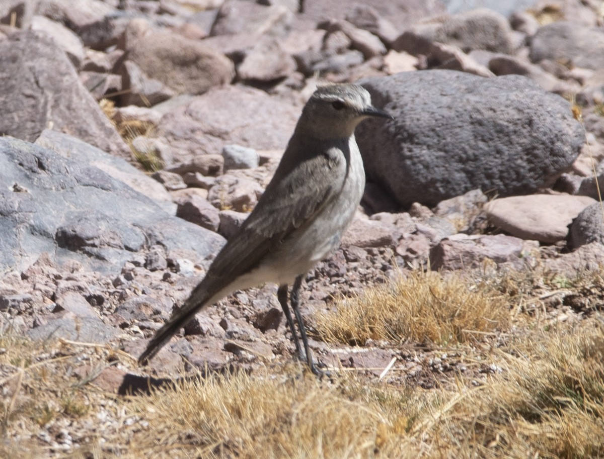 Ochre-naped Ground-Tyrant - ML634951174