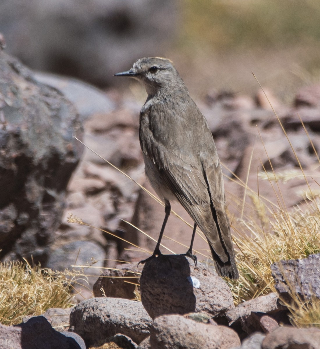 Ochre-naped Ground-Tyrant - ML634951175