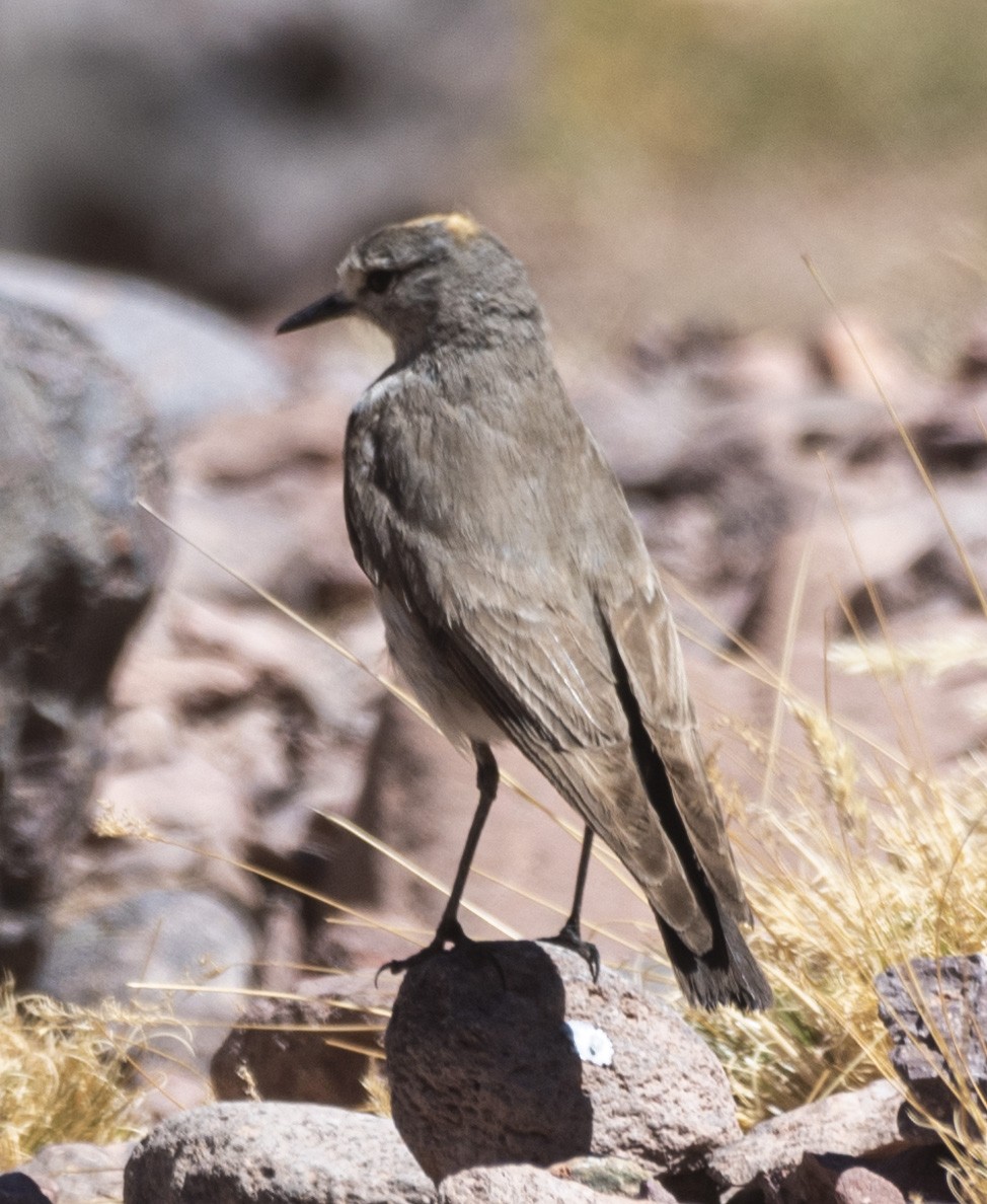 Ochre-naped Ground-Tyrant - ML634951176