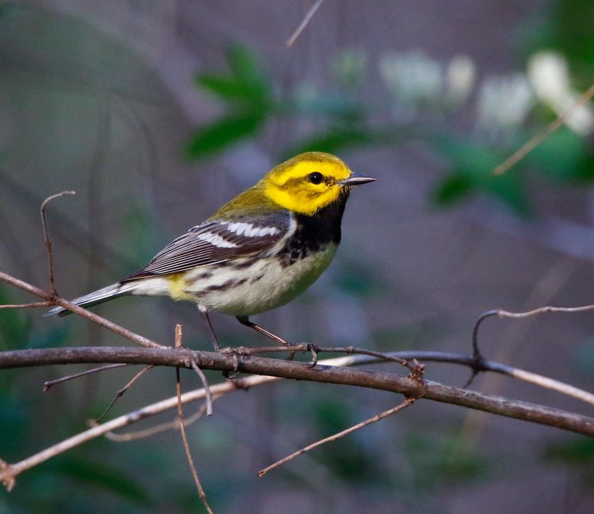 Black-throated Green Warbler - ML634951178