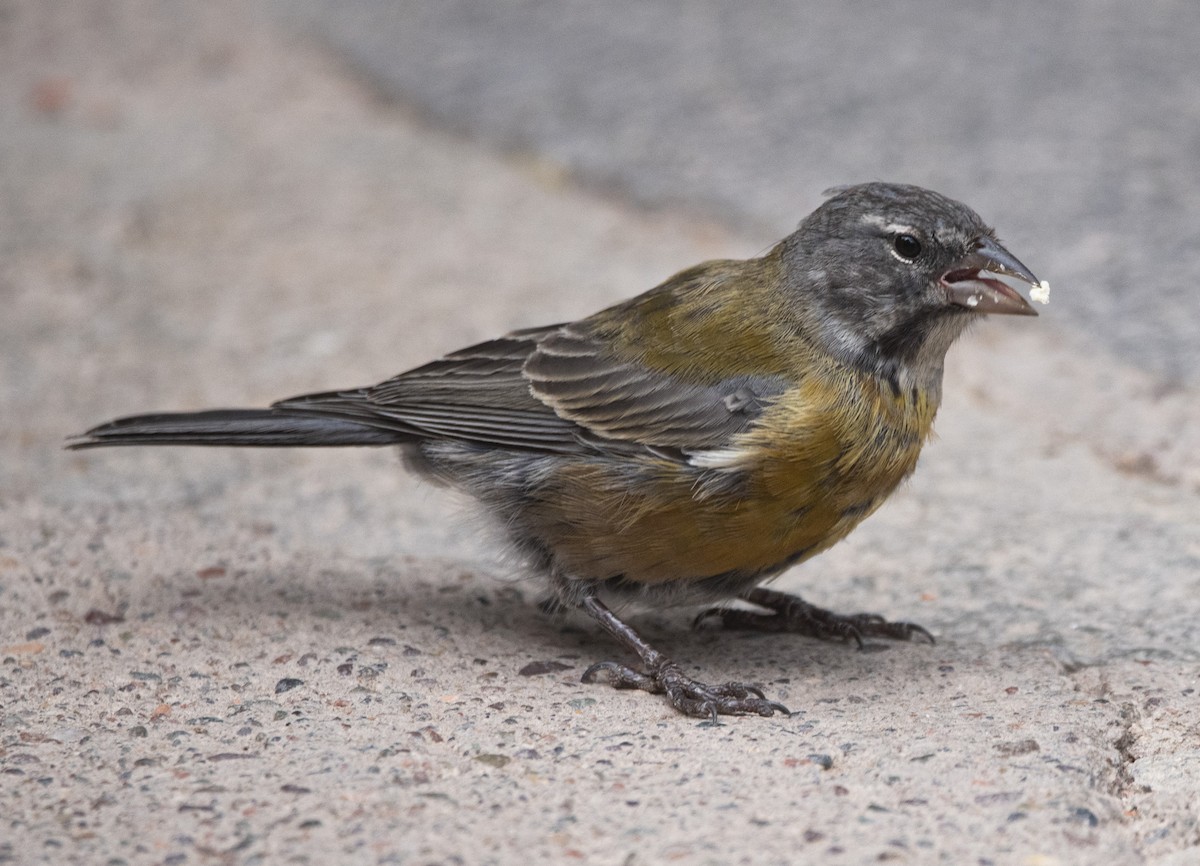 Gray-hooded Sierra Finch - ML634951197