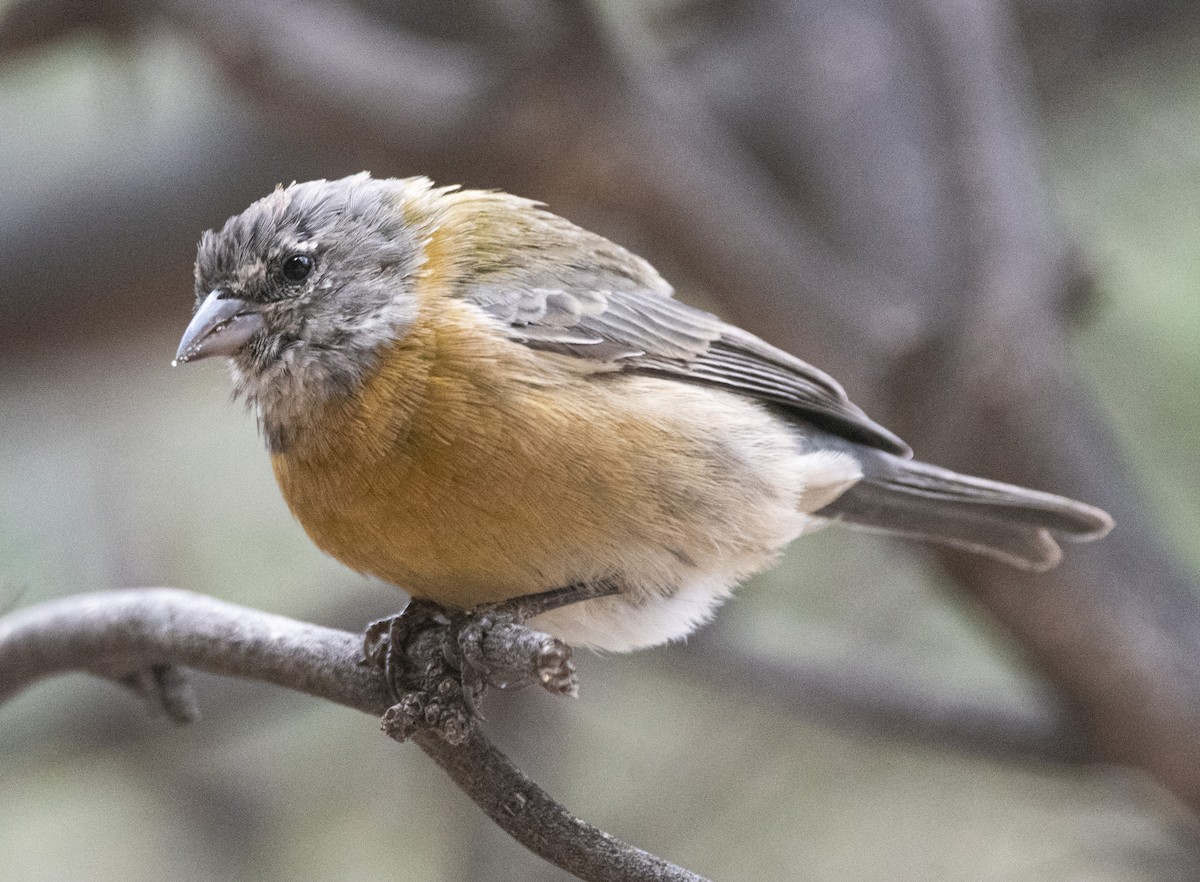 Gray-hooded Sierra Finch - ML634951199