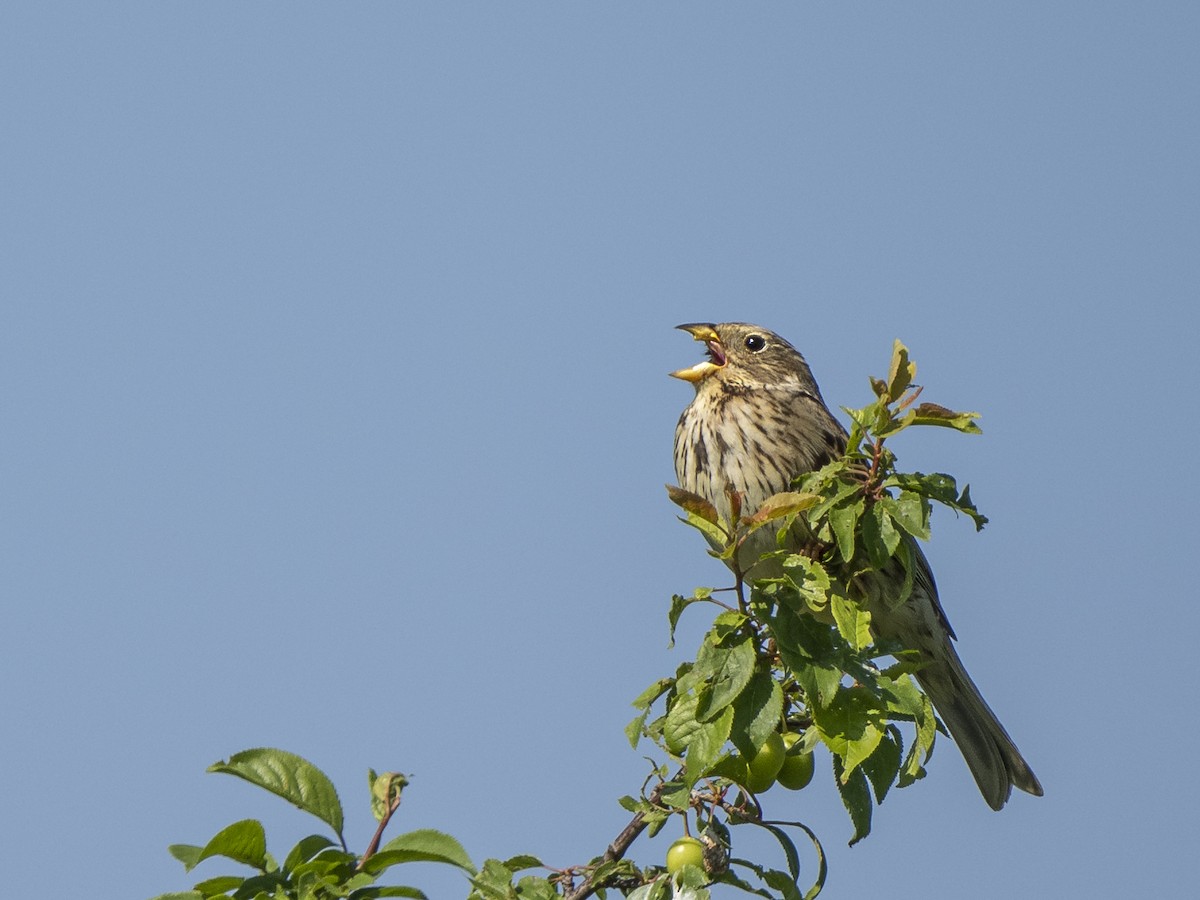 Corn Bunting - ML634951200