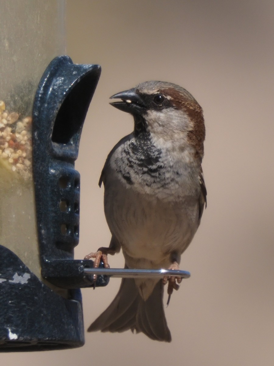 House Sparrow - ML634951270