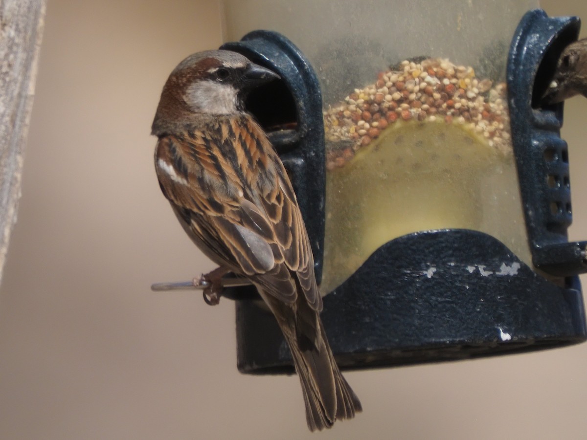 House Sparrow - ML634951271