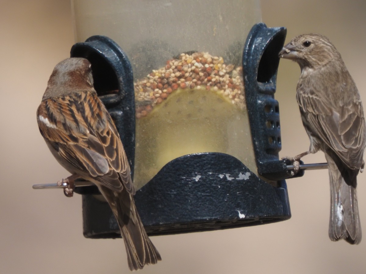 House Finch - ML634951285