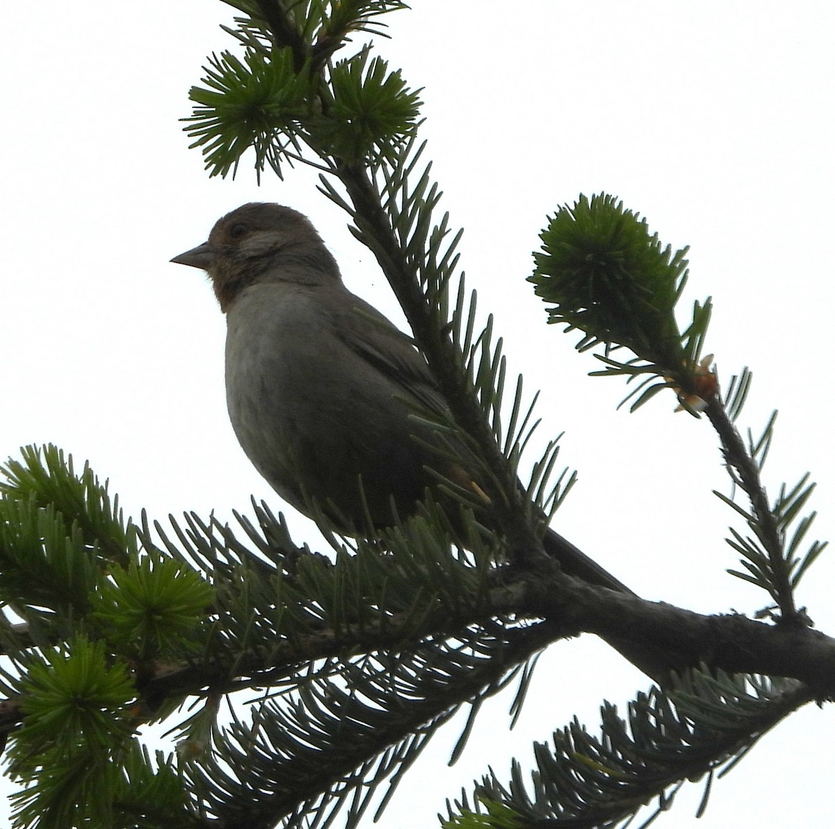 California Towhee - ML634951466
