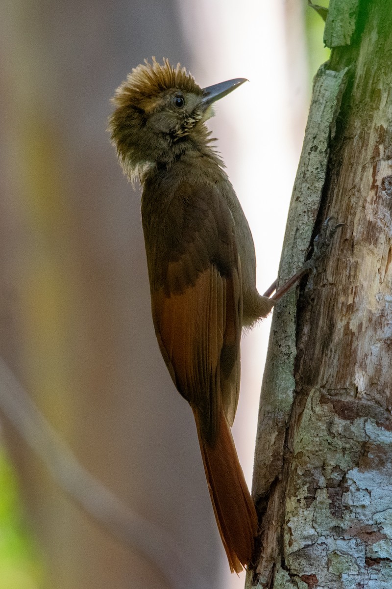 Tawny-winged Woodcreeper - ML634951756