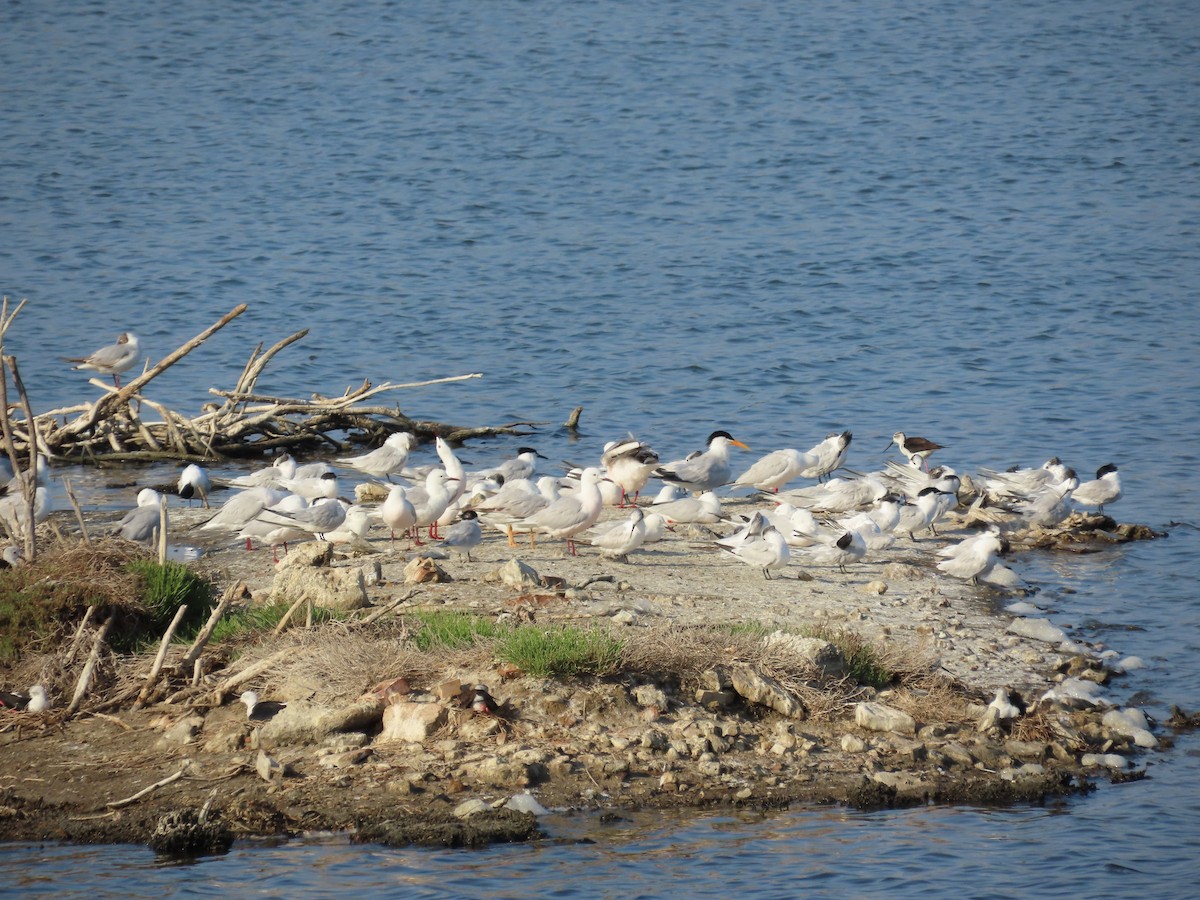 West African Crested Tern - ML634951834