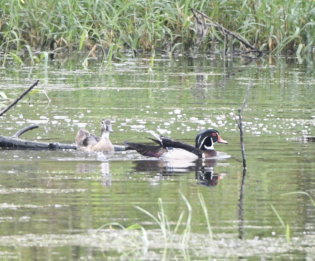 Wood Duck - ML634951931