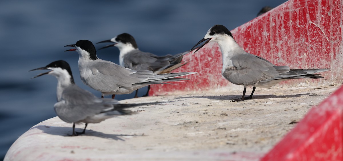 White-cheeked Tern - ML634952031