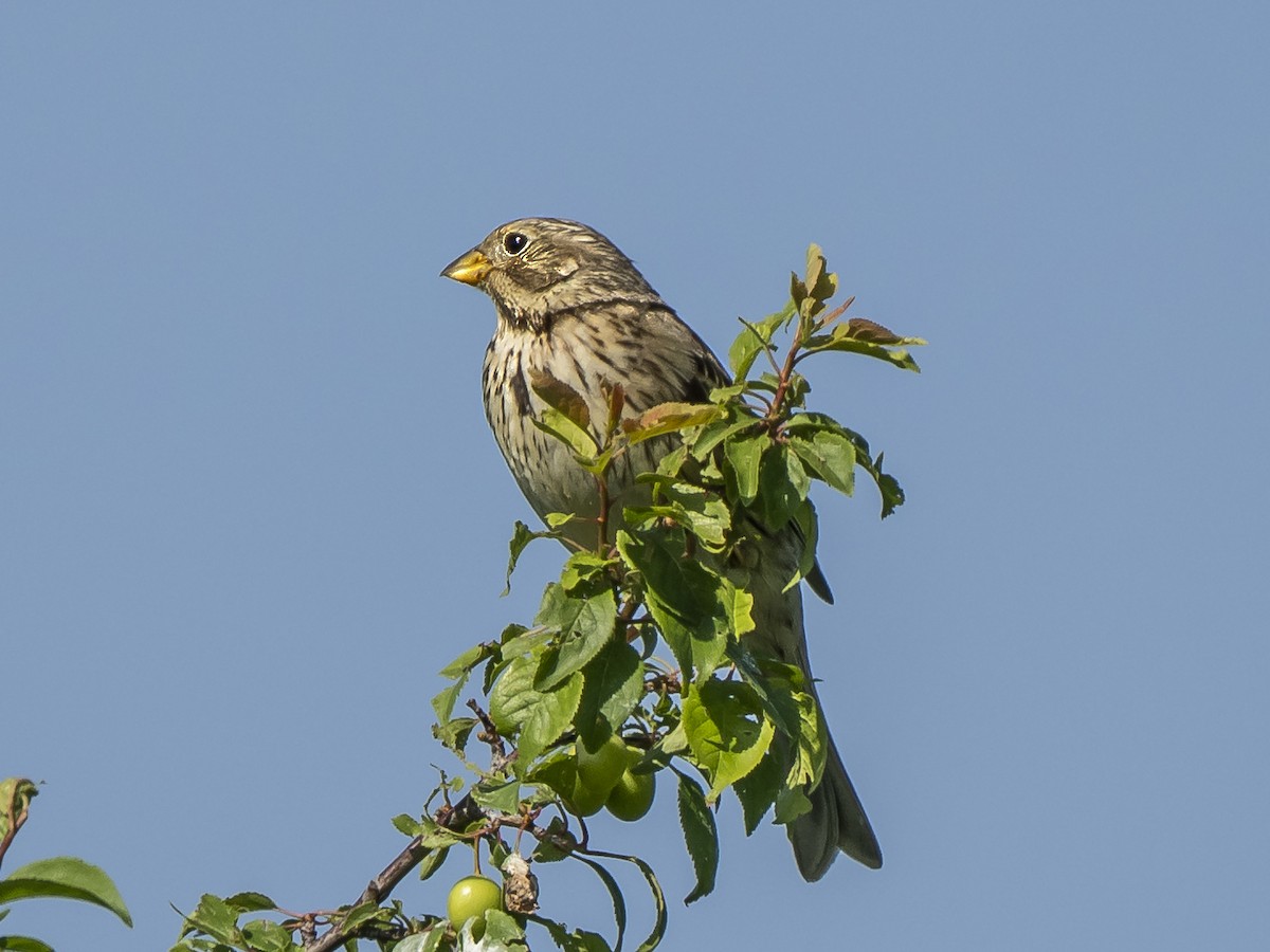 Corn Bunting - ML634952370