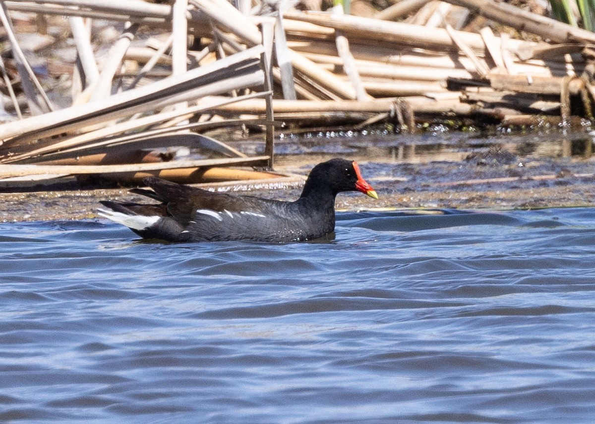 Common Gallinule - ML634952384