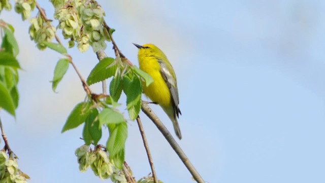 Blue-winged Warbler - ML634952479