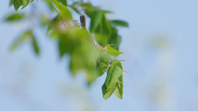 Blue-winged Warbler - ML634952480