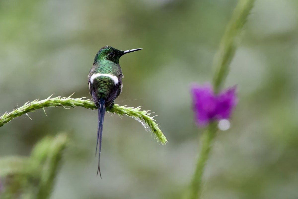 Black-bellied Thorntail - ML634952513