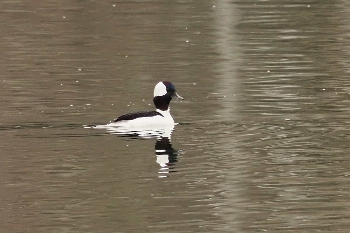 Гоголь малий - ML634952516