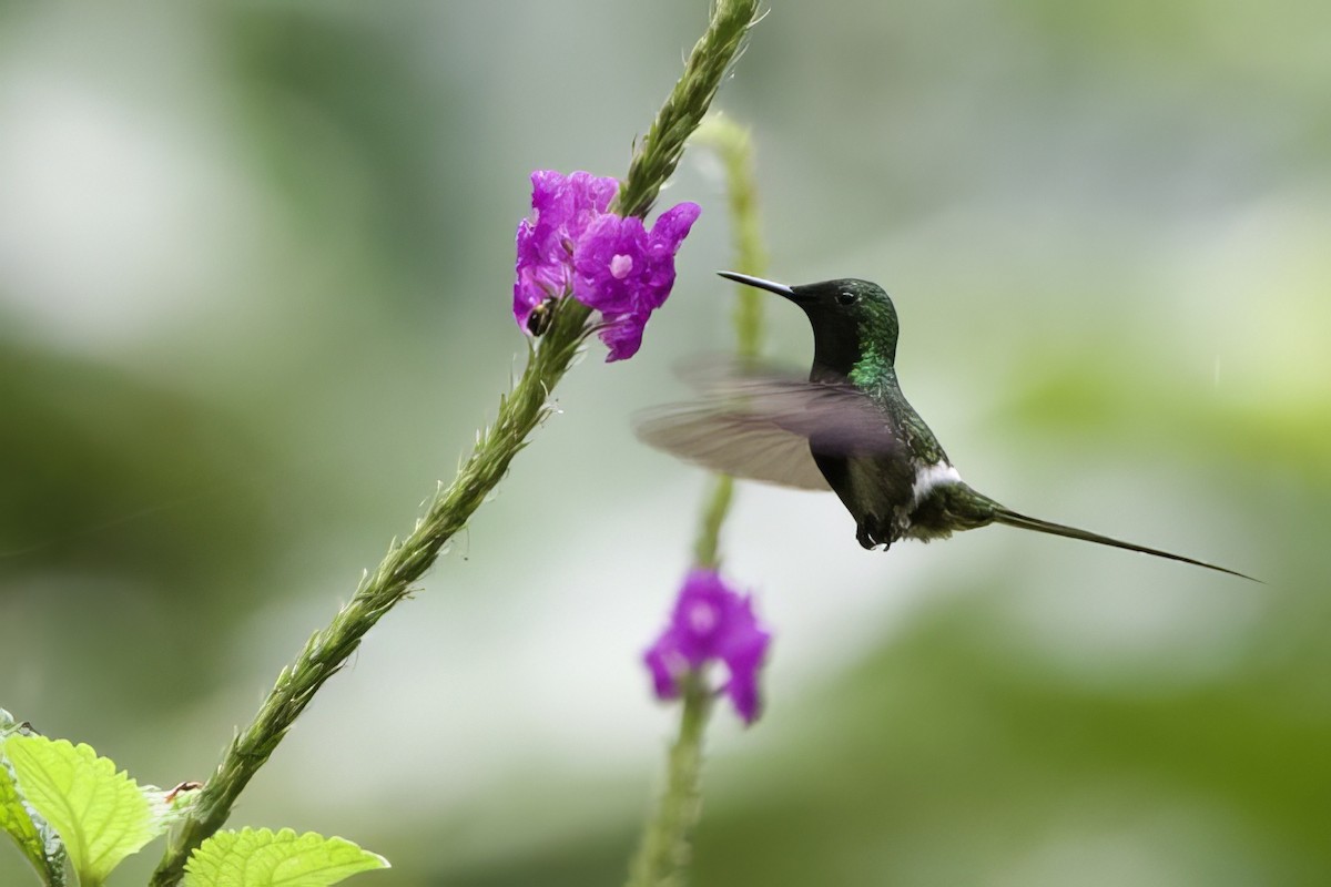 Black-bellied Thorntail - ML634952517