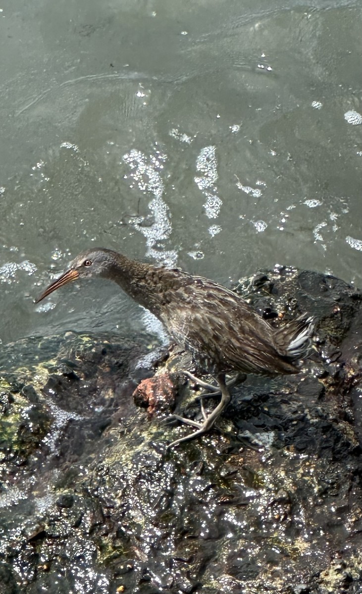 Clapper Rail - ML634952528