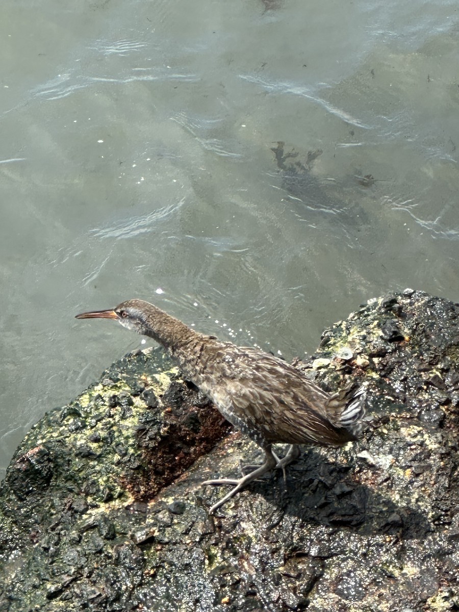 Clapper Rail - ML634952529