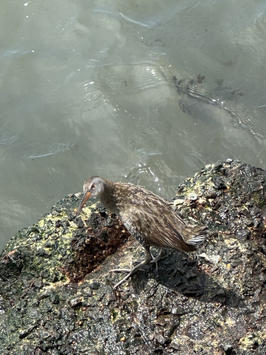 Clapper Rail - ML634952530