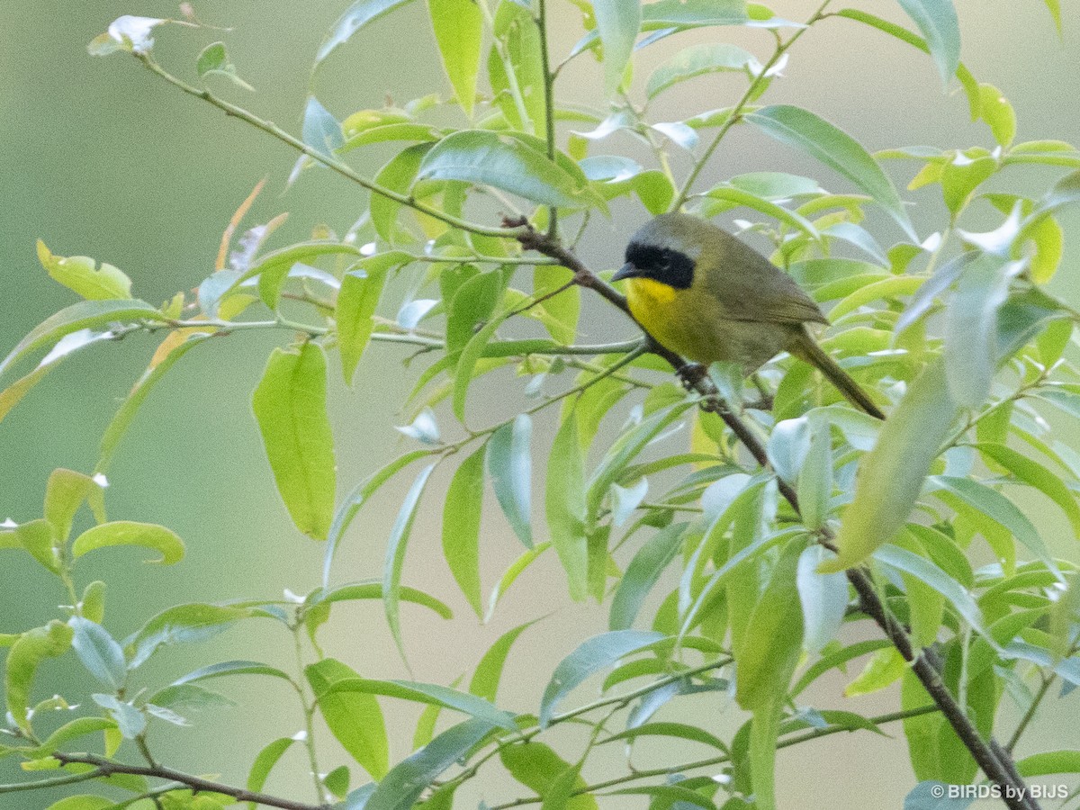Hooded Yellowthroat - ML634952534