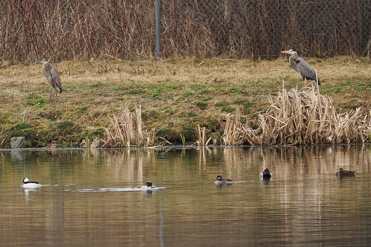 Чапля північна - ML634952552