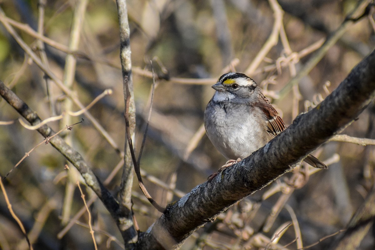 White-throated Sparrow - ML634952628
