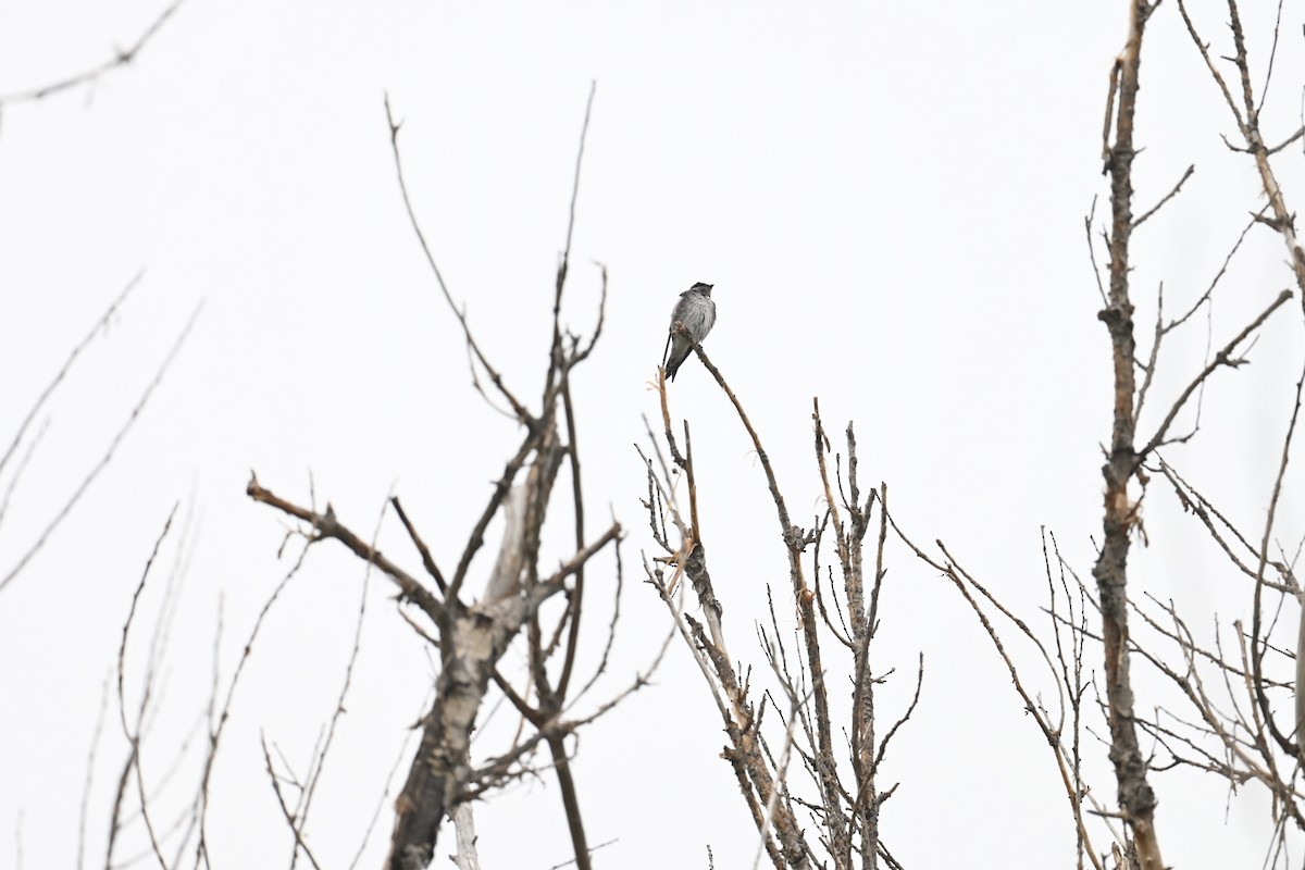 Purple Martin - ML634952753