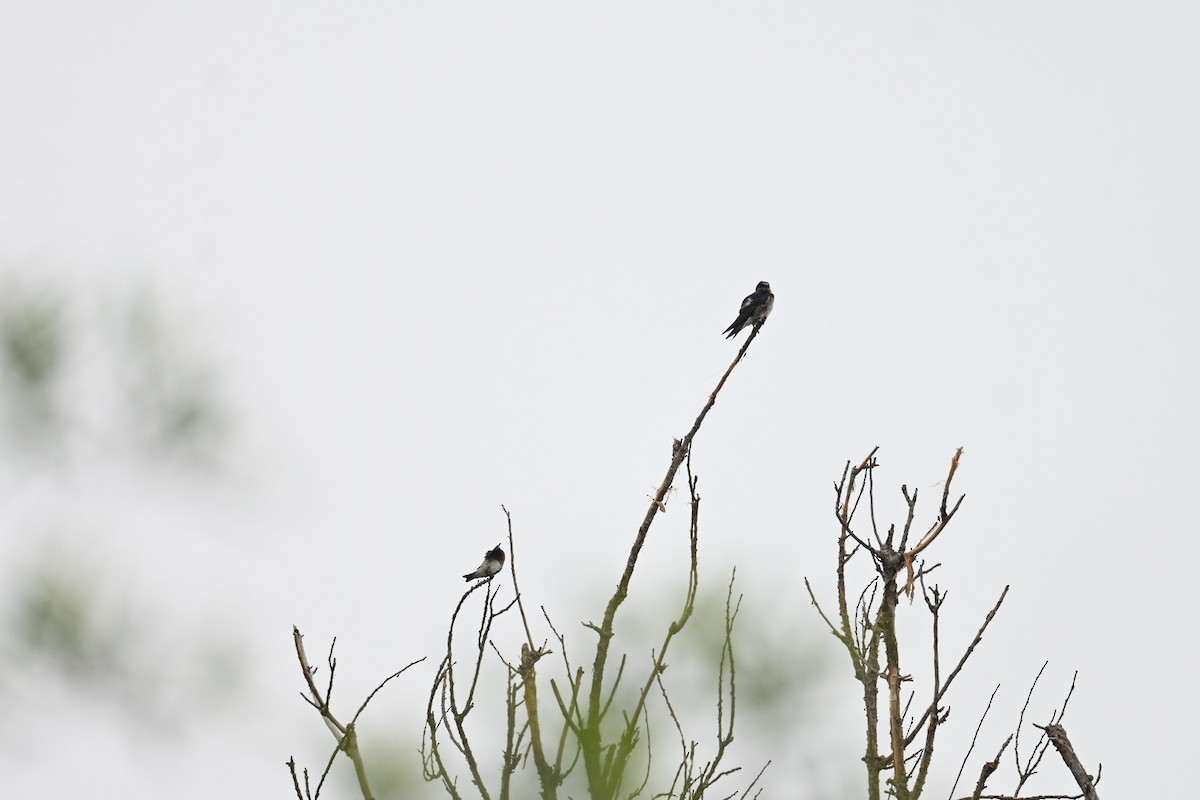 Purple Martin - ML634952761