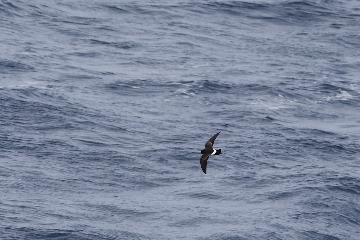 Black-bellied Storm-Petrel - ML634952819