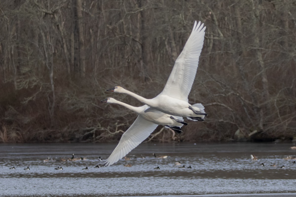 Cygne siffleur - ML634952917
