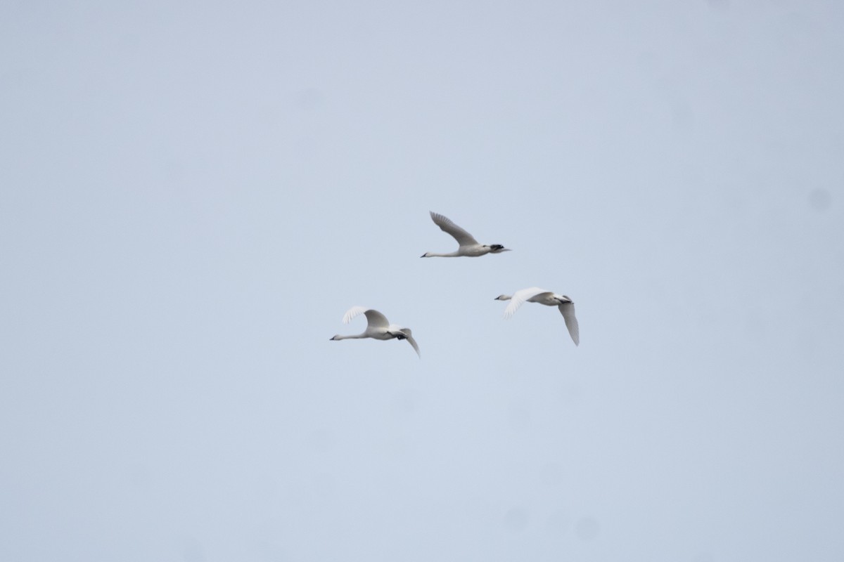 Cygne siffleur - ML634952919