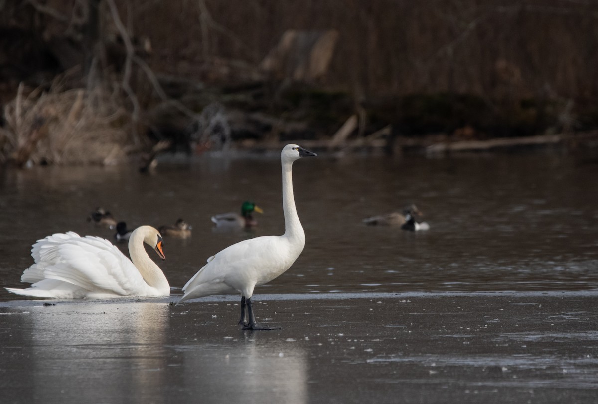 Cygne siffleur - ML634952920