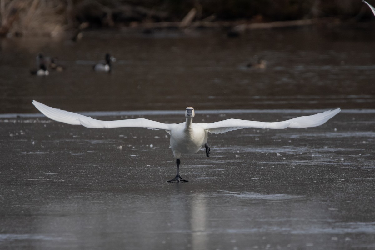 Cygne siffleur - ML634952926