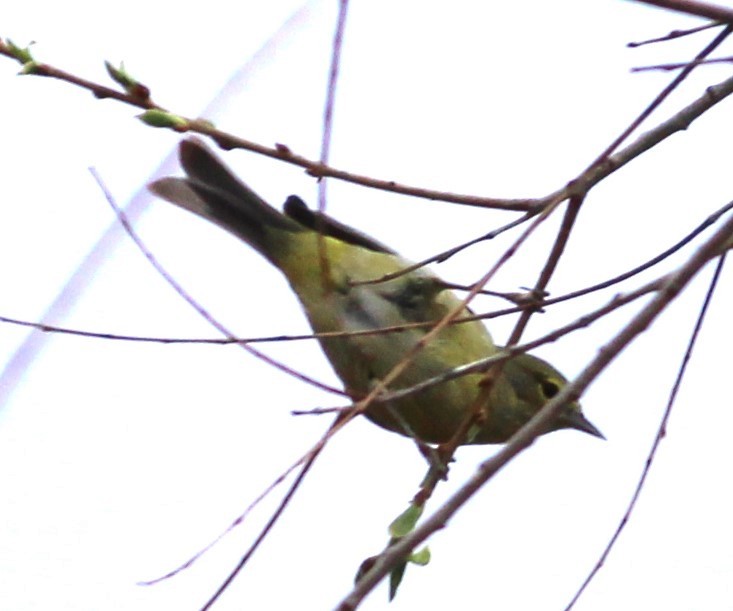 Orange-crowned Warbler - ML634952945