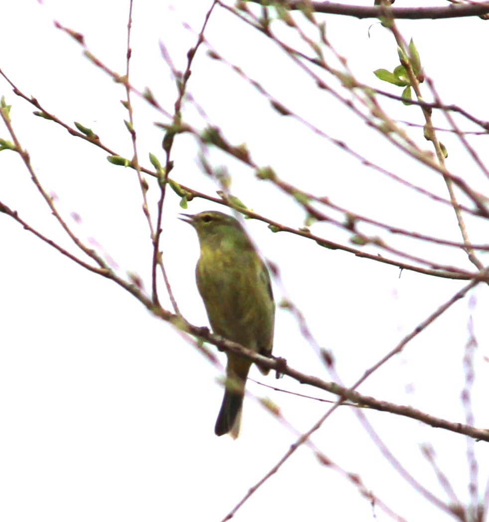 Orange-crowned Warbler - ML634952946
