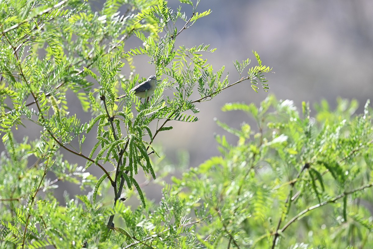 Lucy's Warbler - ML634952957