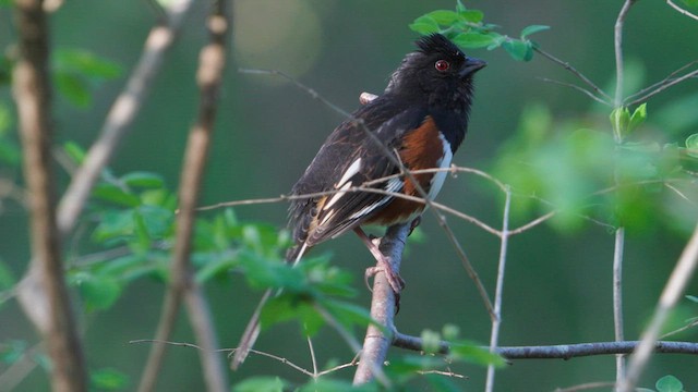 Eastern Towhee - ML634952994