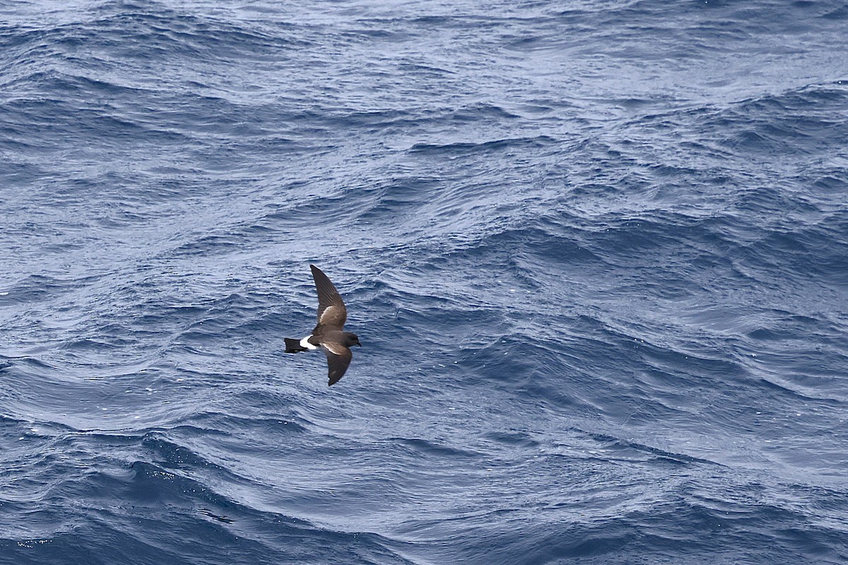 Black-bellied Storm-Petrel - ML634953162
