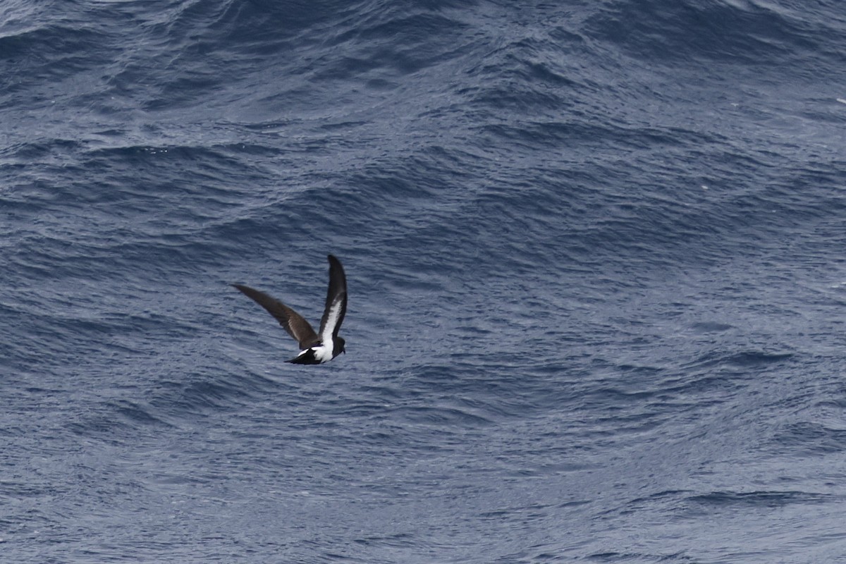 Black-bellied Storm-Petrel - ML634953296