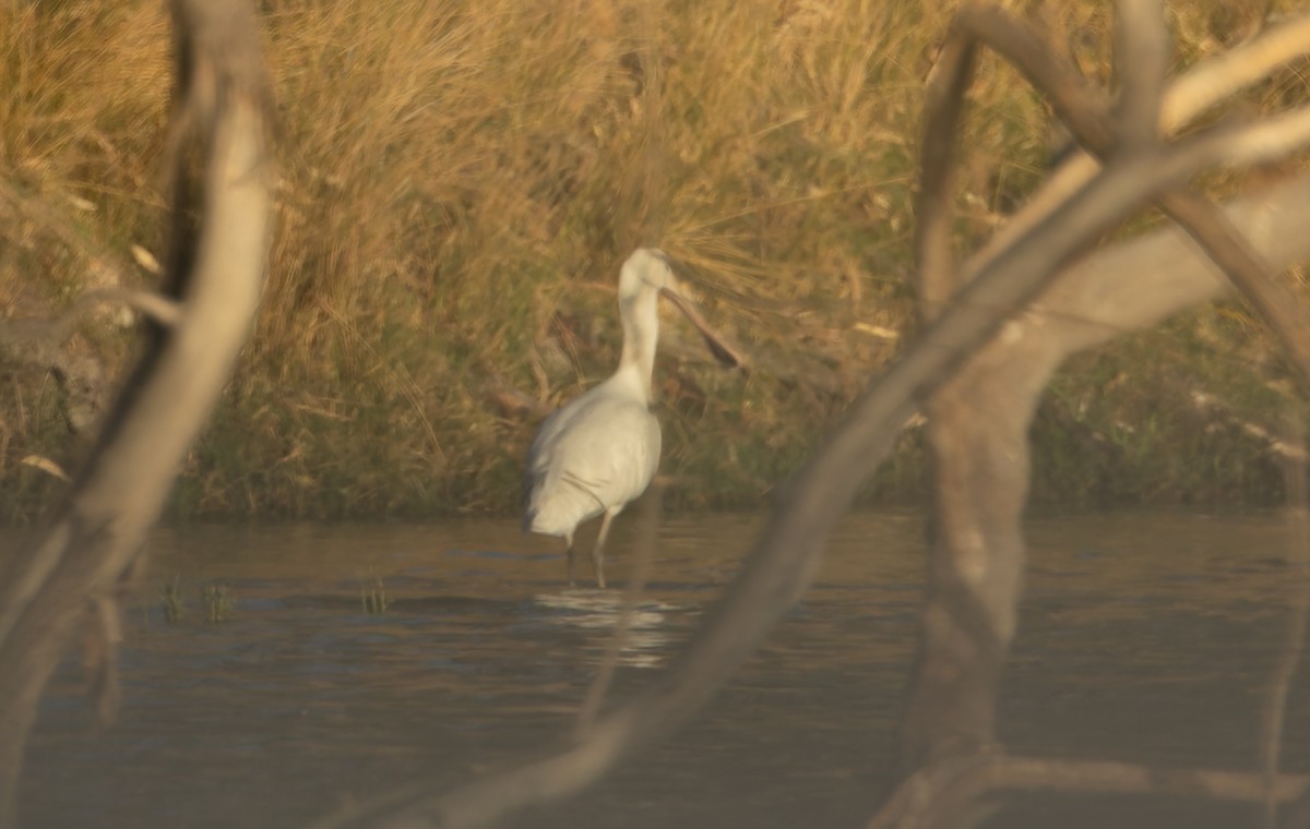 Yellow-billed Spoonbill - ML634953317