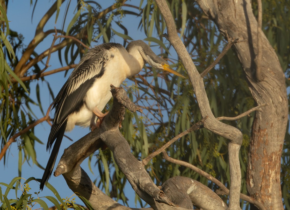 Australasian Darter - ML634953336