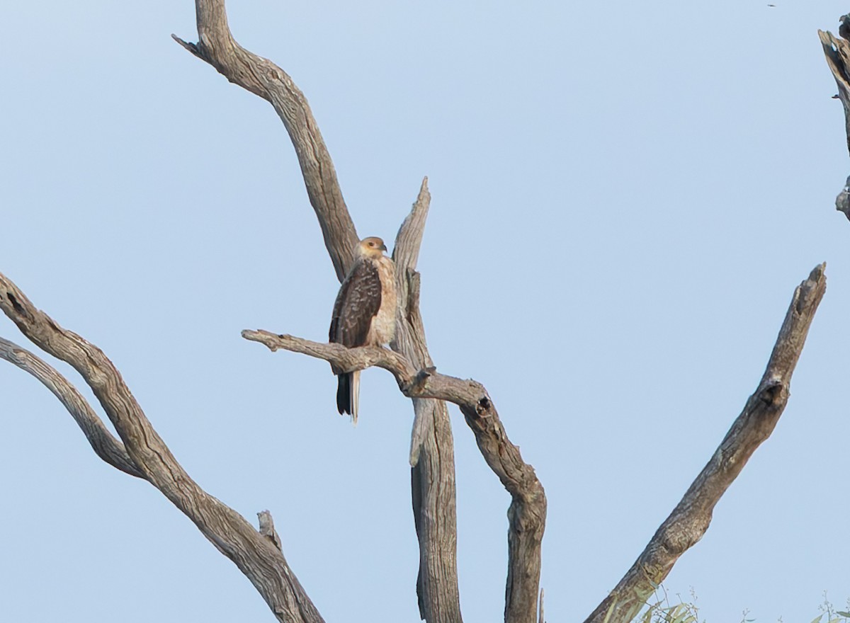 Whistling Kite - ML634953358